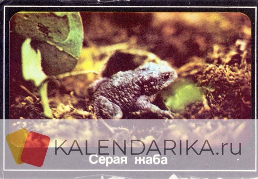 1989. Серая жаба - Московский областной совет Всероссийского общества охраны природы - к41