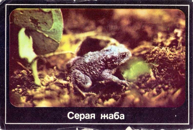 1989. Серая жаба - Московский областной совет Всероссийского общества охраны природы - к41.jpg