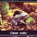 1989. Серая жаба - Московский областной совет Всероссийского общества охраны природы - к41.jpg