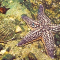 1989. Морская звезда и моллюск японский гребешок - к42