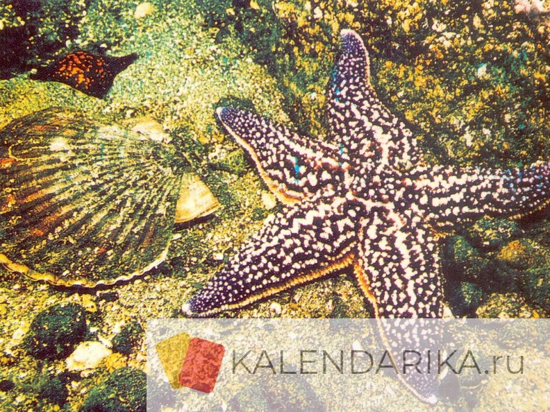1989. Морская звезда и моллюск японский гребешок - к42