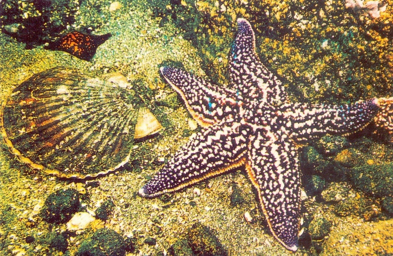 1989. Морская звезда и моллюск японский гребешок - к42.jpg
