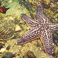1989. Морская звезда и моллюск японский гребешок - к42.jpg